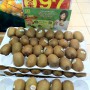 kiwi fruit