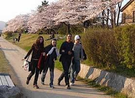 Cherry Blossom Viewing (Hanami)