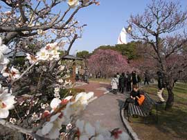 Plum Blossom Viewing